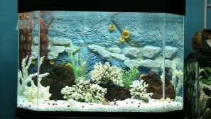 Jak lepit zadní pozadí do akvária